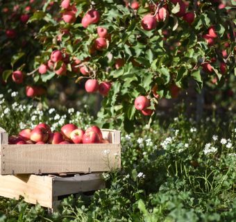 Pink Lady competition® winner heads down-under for trip of a lifetime